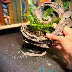 May include: A textured, gray, spiral-shaped planter crafted to resemble weathered tree bark. The planter holds a small, vibrant green fern plant rooted in dark soil. The structure features a hollow, swirling design that curves upward.