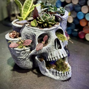 May include: A gray skull-shaped planter filled with various succulents and greenery. The planter has multiple openings for plants, with moss filling the mouth. The plants include green, red, and yellow-green foliage.