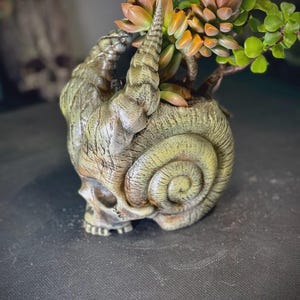 May include: A unique skull-shaped planter with a spiral design, holding succulents with orange and green leaves. The planter has a textured, weathered appearance, and is a decorative item for home or garden.