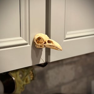May include: A cabinet door with a bird skull-shaped handle. The skull is off-white with visible eye sockets and a beak. The cabinet door is light gray, with a simple, recessed panel design. The handle is mounted on the cabinet door.