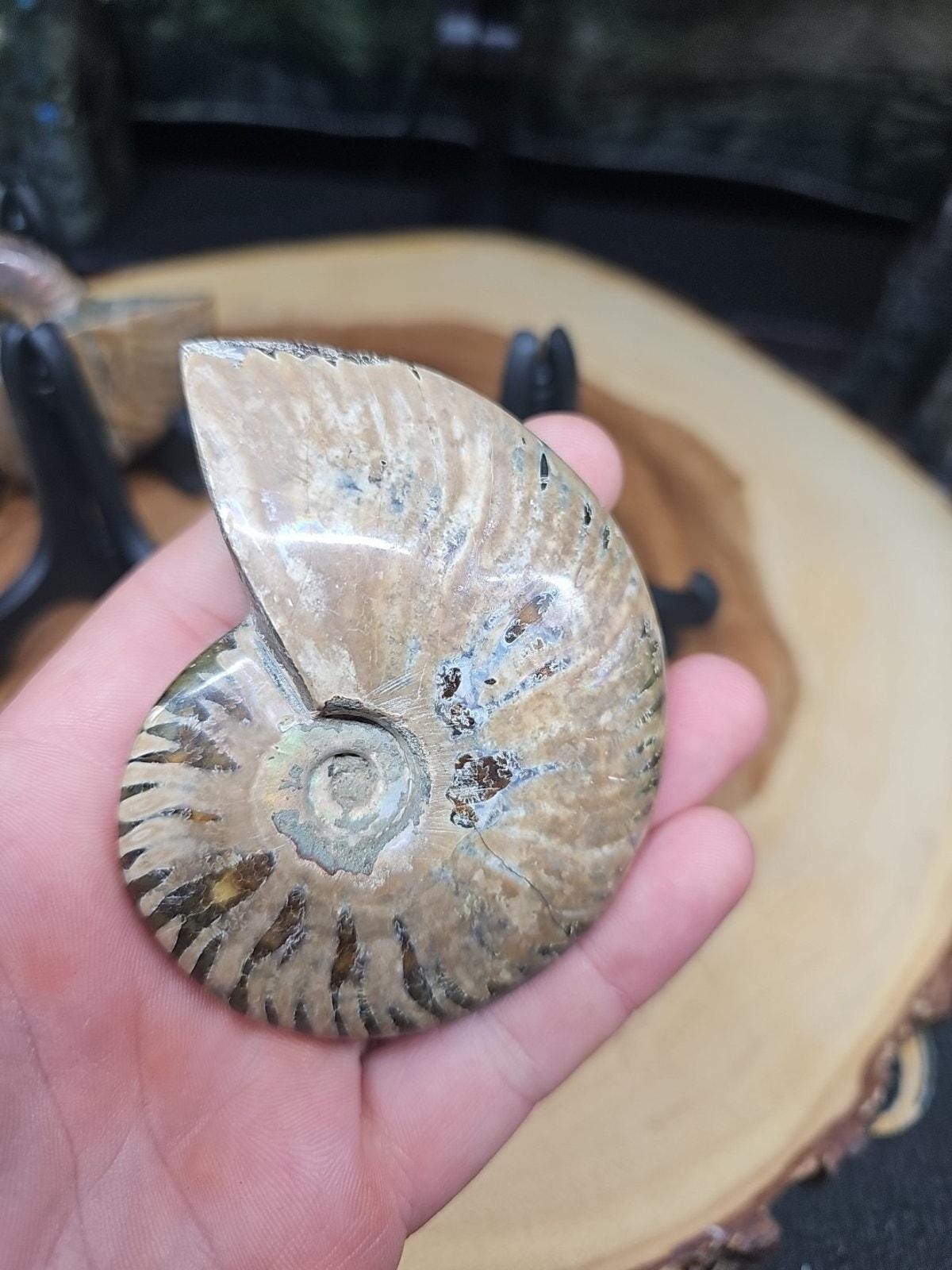 マダガスカル産研磨済みアンモナイト化石 1個 145～175グラム スタンド