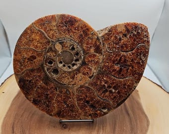 Selten! Natürliche Ammonit Fossil Specimen Shell Madagaskar