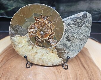 大型アンモナイト化石クリスタルディスプレイプレート＆スタンド先史