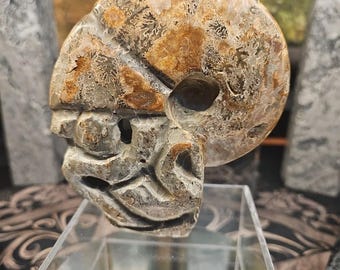 1.12LB Selten! Natürliche Tentakel Ammonit FossilSpecimen Shell Healing Madagaskar