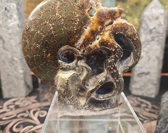 1.32LB Selten! Natürliche Tentakel Ammonit FossilSpecimen Shell Healing Madagaskar