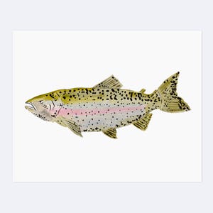 Watercolor Rainbow Trout - Art Print  - 8 x 10