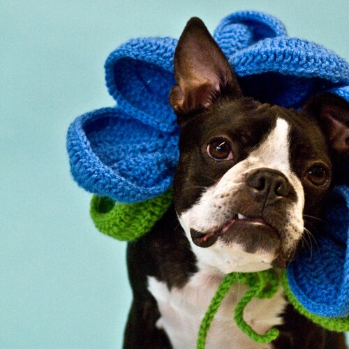 Crochet Flower Dog Collar Costume Clothing Halloween Etsy