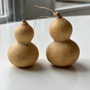 Può includere: Due zucche essiccate di colore marrone chiaro e di forma a doppio lobo. Una delle zucche ha un sottile stelo secco che si estende dalla parte superiore. Le zucche sono su una superficie bianca.