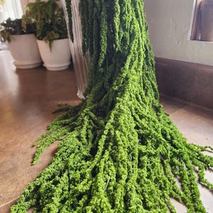 Könnte beinhalten: Eine Vase gefüllt mit langen, grünen, gefiederten Stielen getrockneter Amaranth-Blüten.