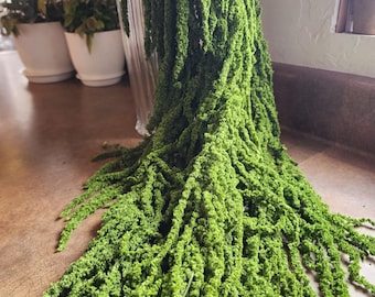 Preserved "Green A" Hanging Amaranthus: Real Greenery for Moss Art, Wedding Decor, Bouquet Floral Arrangements