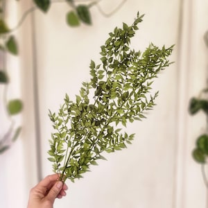 Preserved Italian Ruscus: Real Long Lasting Greenery, Wedding Decor, Bouquet Fill, Centerpiece Floral Arrangements