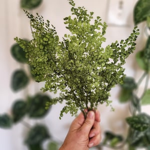 Preserved Maidenhair Fern Adiantum Luthi | Real no maintenance bouquet floral arrangement home decor