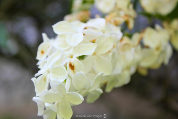 Ivory Blossoms: The White Lilac