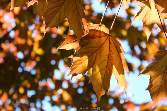 Golden Farewell: Maple Leaves in Late Summer