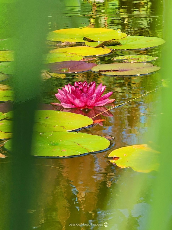 Lone Lotus