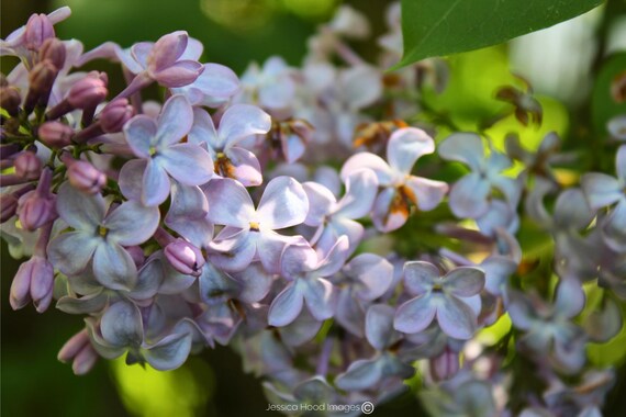 Late Summer Splendor: Pink-Purple Lilac