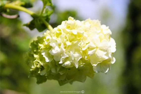 Snowy Petals: The Grace of White Lilac