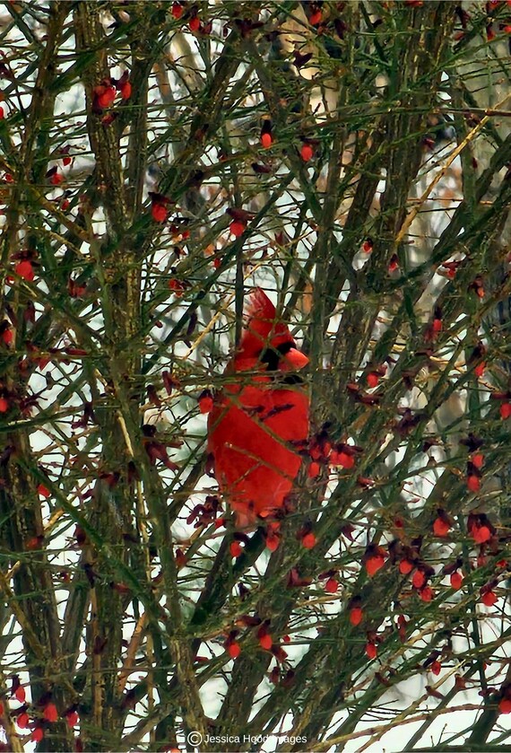 Winter's Jewel: The Cardinal in the Berry Bush