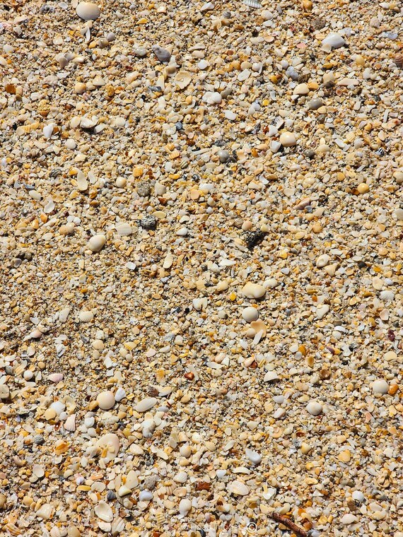 Seashell Paradise Beach