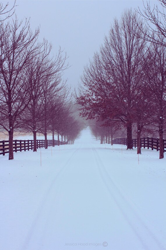 Winter's Whisper: A Serene Tree-Lined Drive