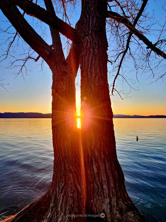 Twilight Between Trees: Arnold Bay's Tranquil Sunset