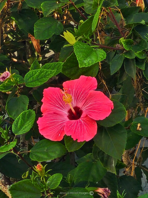Radiant Fuchsia Hibiscus
