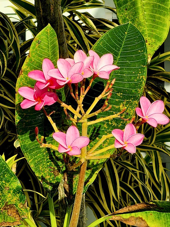 Exquisite Plumeria Blossoms