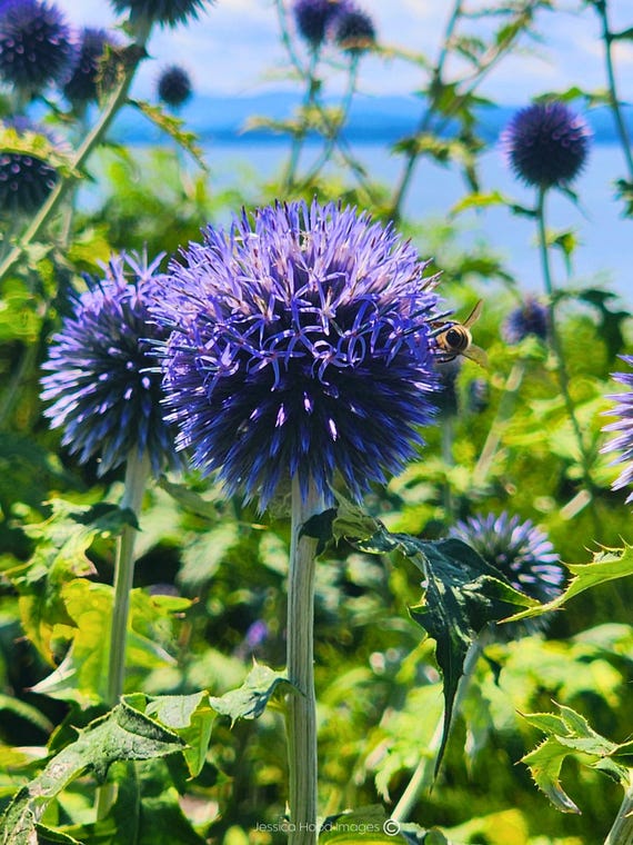 Blue Globe Thistles