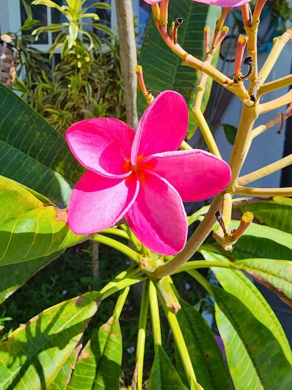 Elegant Plumeria Bloom