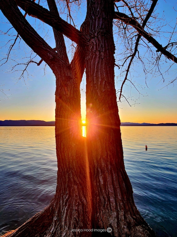 Twilight Between Trees