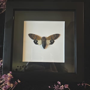 The Butterfly Cicada (Gaeana Festiva White) in Shadow Box Frame