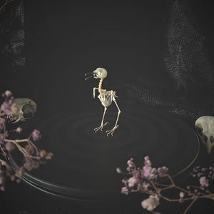 Plain Prinia Prinia Inornata Articulated Bird Skeleton
