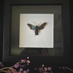 Giant Iridescent Hornet (Megascolia Velutina Ducalis) in Shadow Box Frame