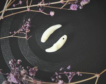 Real Coyote Tooth: Polished Oddity, Curio, Witchcraft Supply