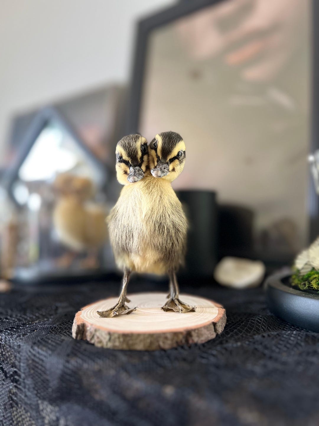 Twoheaded Taxidermy Striped Yellow Duckling on Natural Wood Slice Etsy