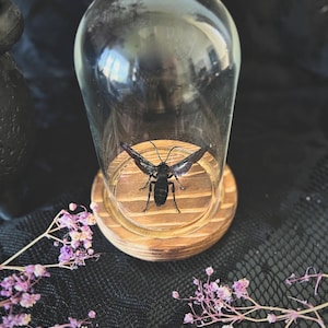 Giant Iridescent Hornet (Megascolia Velutina Ducalis) in a Glass Dome