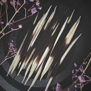 Porcupine Quills