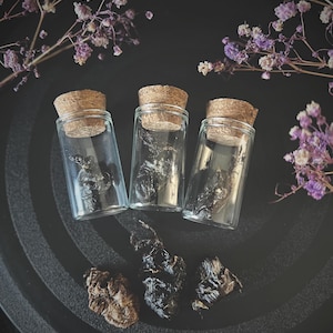 Preserved Bird Heart