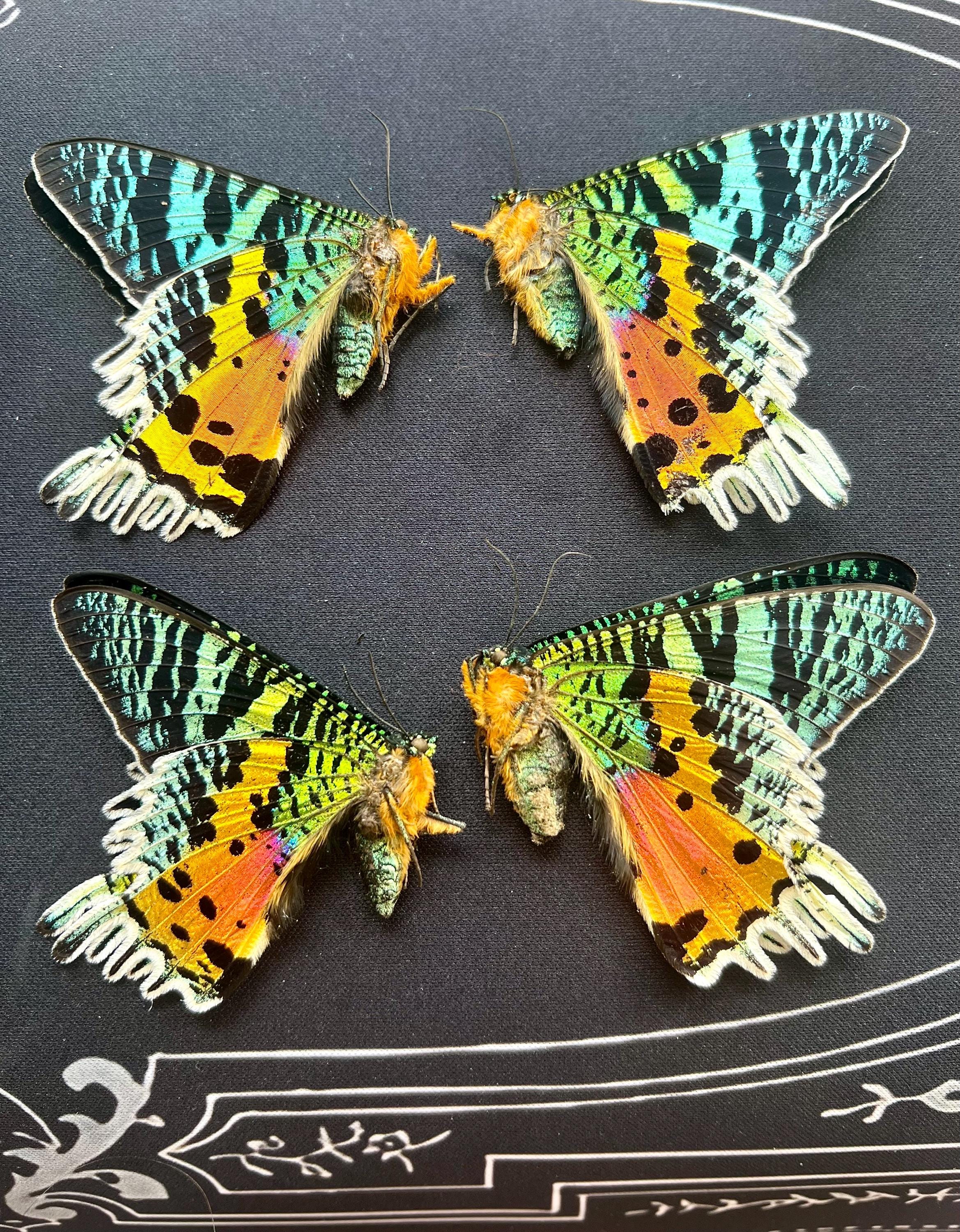 Pack of 5 Real Preserved Madagascan Sunset Moths (urania Ripheus ...