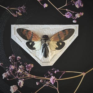 The Butterfly Cicada (Gaeana Festiva White) Spread Specimen