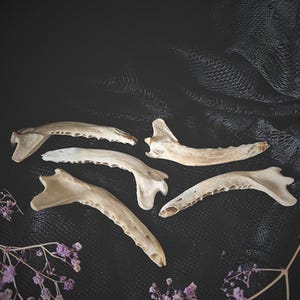 Fox Jaw Bone | European Red Fox (Vulpes Vulpes)