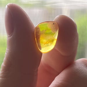 Rare véritable ambre de la Baltique avec des insectes piégés | Pièce unique ou dans une vitrine