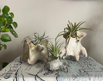 May include: Three bone planters, each holding air plants with green leaves. The planters are a light beige color and have a unique, organic shape. The plants add a touch of green to the neutral tones.