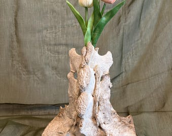 Exhibición de vértebras / LEA LA DESCRIPCIÓN / Decoración del hogar / Curiosidades