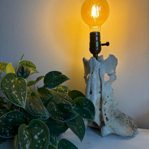 May include: A table lamp featuring a base made from a textured, off-white bone structure. The lamp has a black socket with a side-mounted turn knob and a large, round, amber-tinted Edison-style light bulb that emits a warm, golden glow.