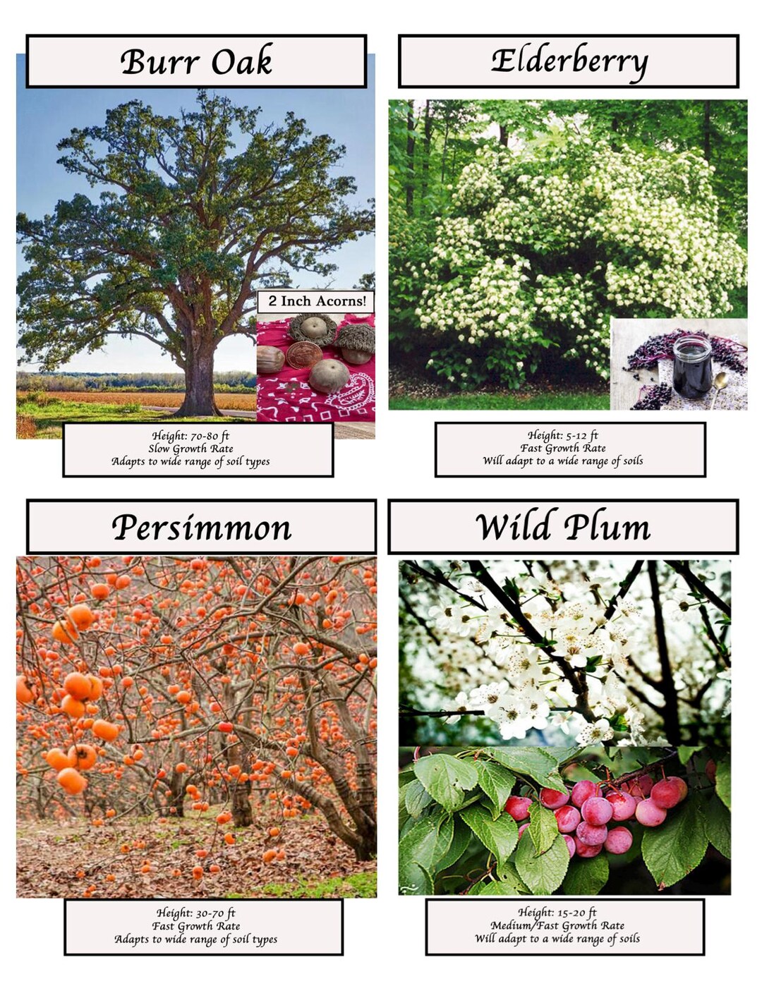 GRAND OPENING Large Native Trees Drought-hardy Fast Growing South ...