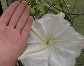 32 maanbloemzaden !!