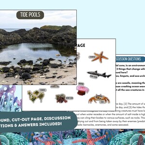 Ocean Animals Tide Pools Sorting Activity Kindergarten Homeschool ...
