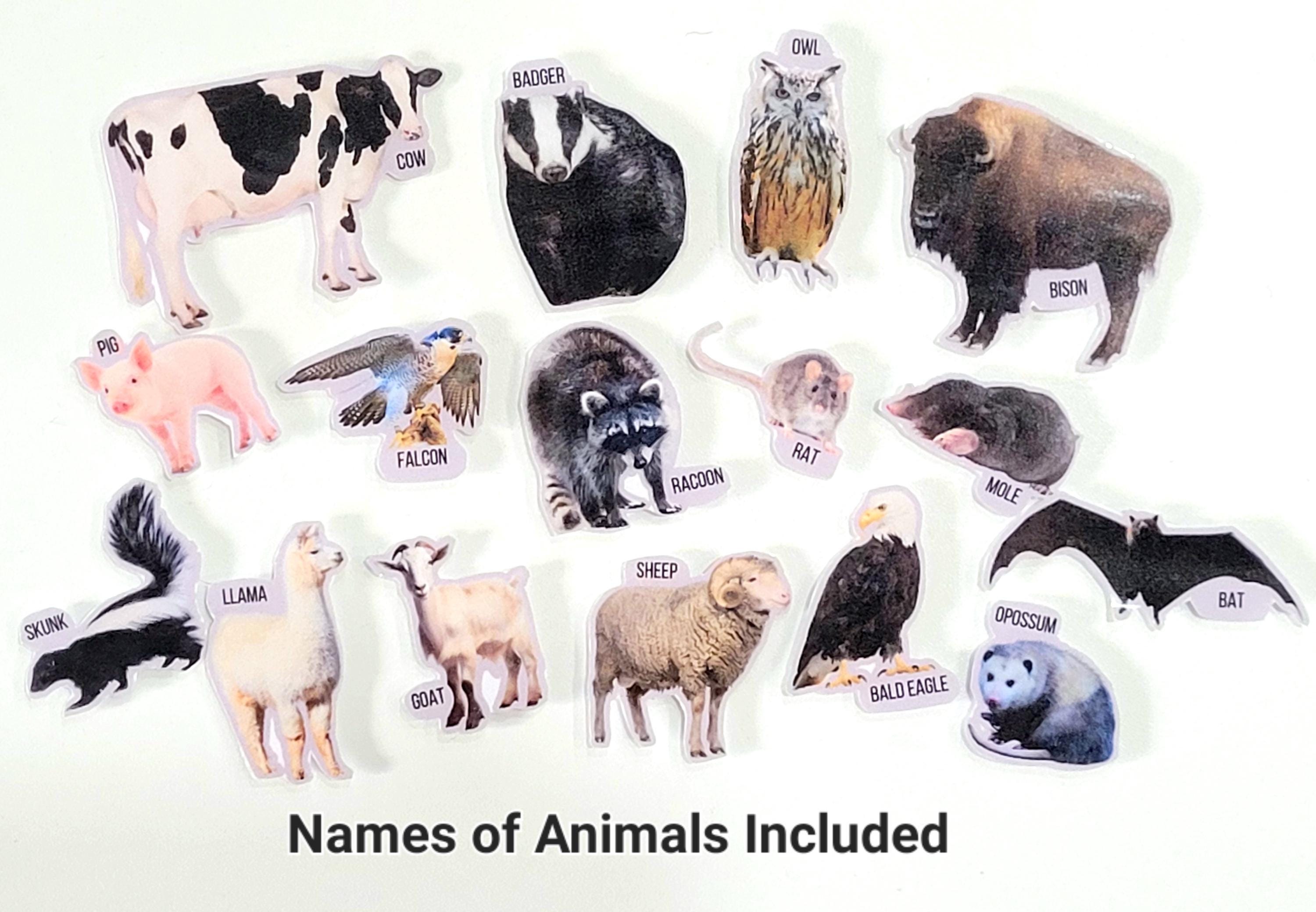 Nocturnal Animals Flash Card and Matching Activity, Montessori, Night ...