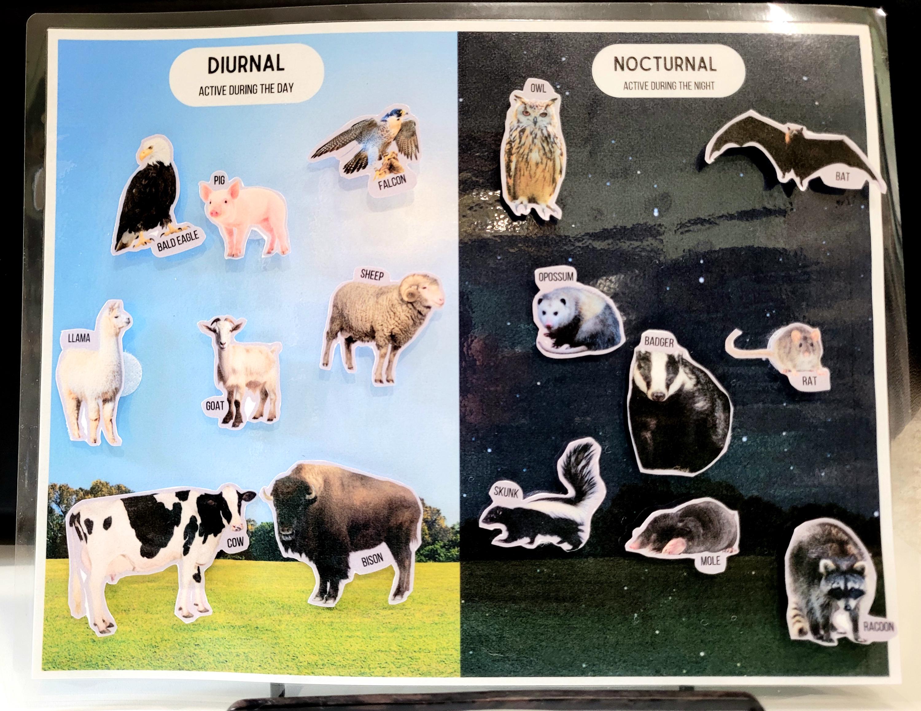 Nocturnal Animals Flash Card and Matching Activity, Montessori, Night ...